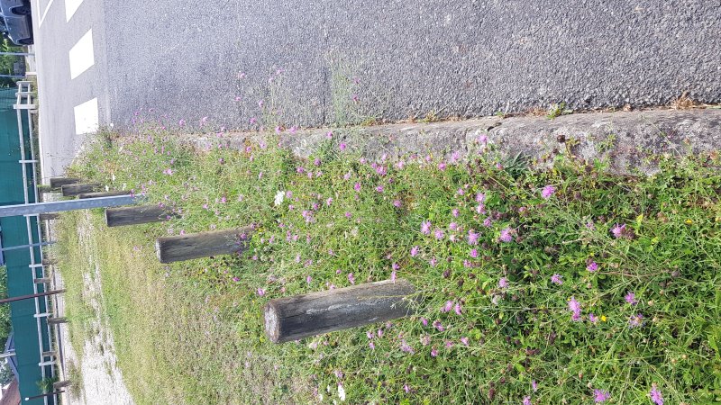Une bande de terrain non fauchée et voici une micro prairie naturelle qui s'établit et permet aux  pollinisateurs et autres d'y trouver leur nourriture. BRUNO GODET 